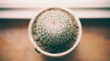 A small cactus sitting on a window sill.