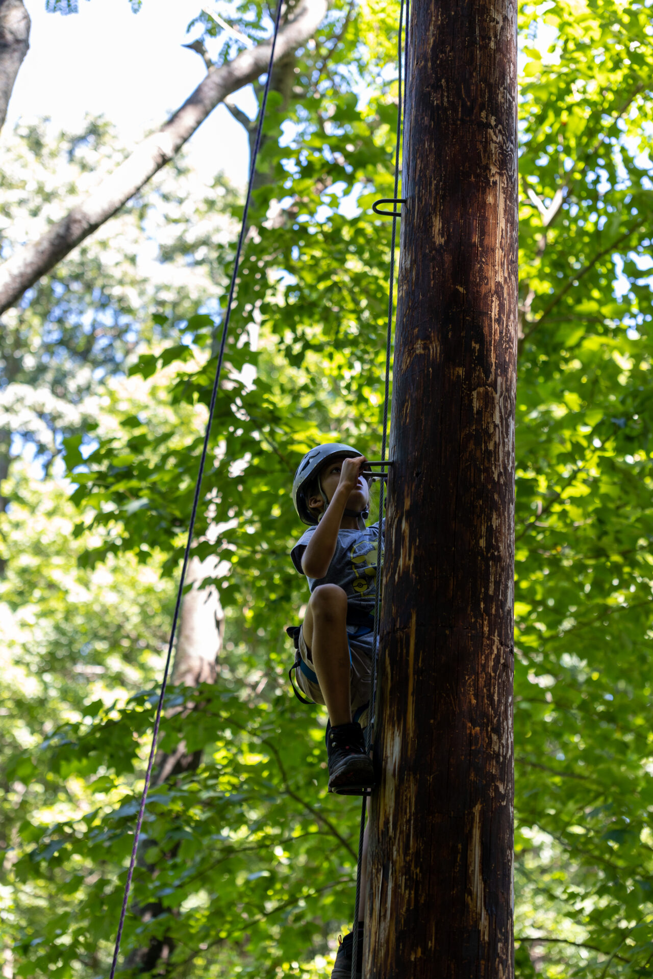 A boy is climbing a tree in the woods, unaware of the BearTrax nearby.