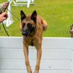 Belgian Malinois jumping over an obstacle during training.